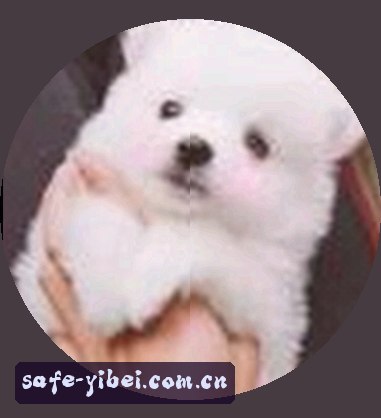 赵刚